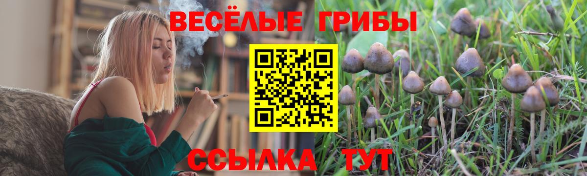 Псилоцибиновые грибы мицелий Вышний Волочёк